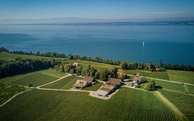 Top 4 | Bodensee | Sauvignon Blanc | Die Besten
