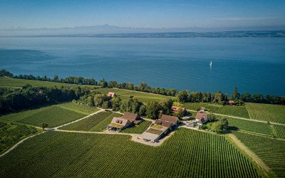 Top 4 | Bodensee | Sauvignon Blanc | Die Besten