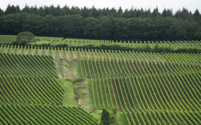 Nichtstun unter Kontrolle – Weingut Robert Weil