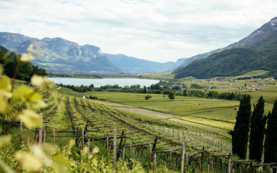 Gewürztraminer￼