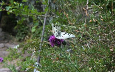 Mosel-Weinbau: Hubschrauber dürfen erstmal weiterfliegen